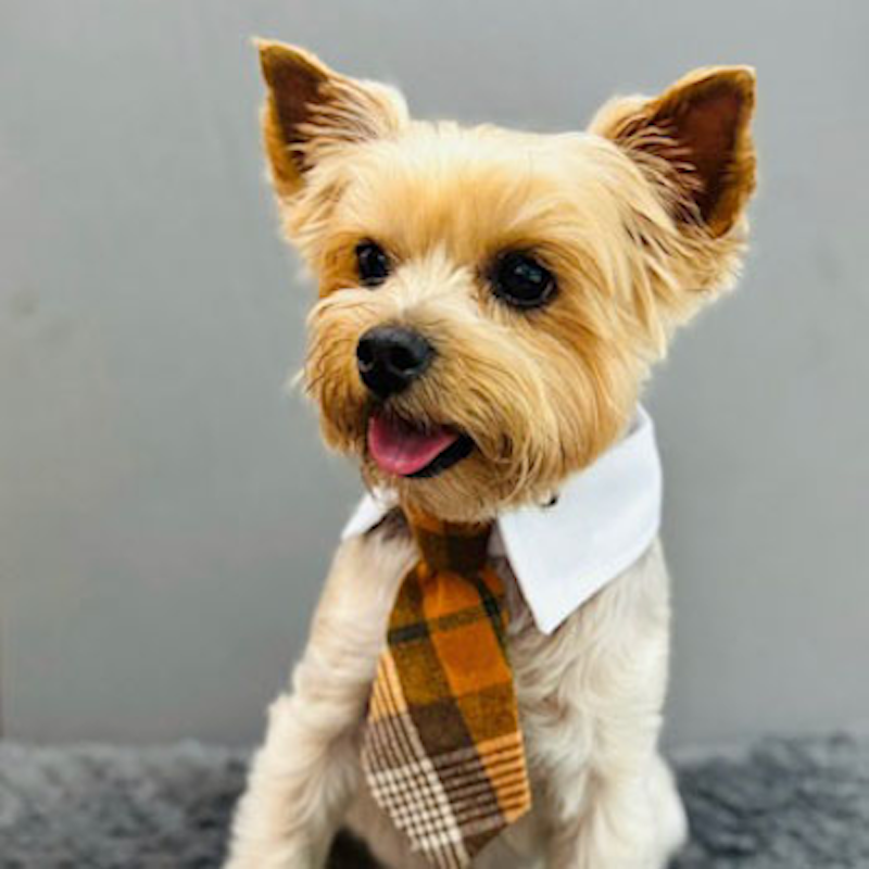 Stuart E. Prado attorney photo